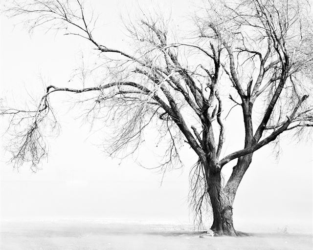 1024x1024 withered tree in desert - desert iPad Wallpaper
