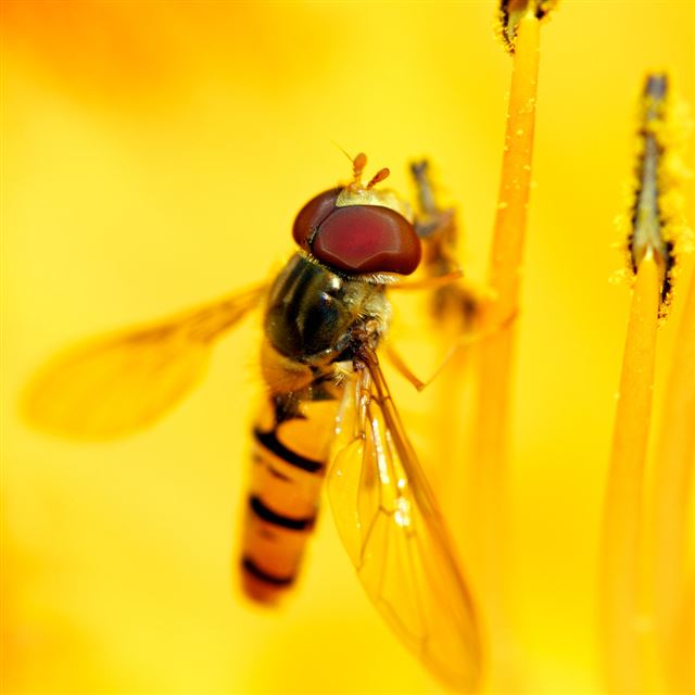 1024x1024 Honey Bee - bugs iPad Wallpaper