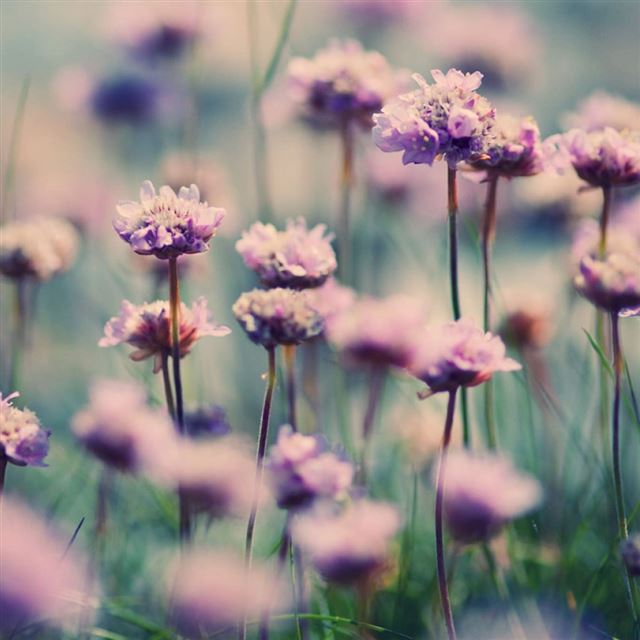 1024x1024 Summer Bloom - bloom iPad Wallpaper