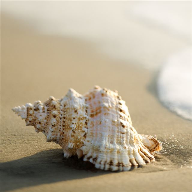 1024x1024 Whelk Shell -  iPad Wallpaper