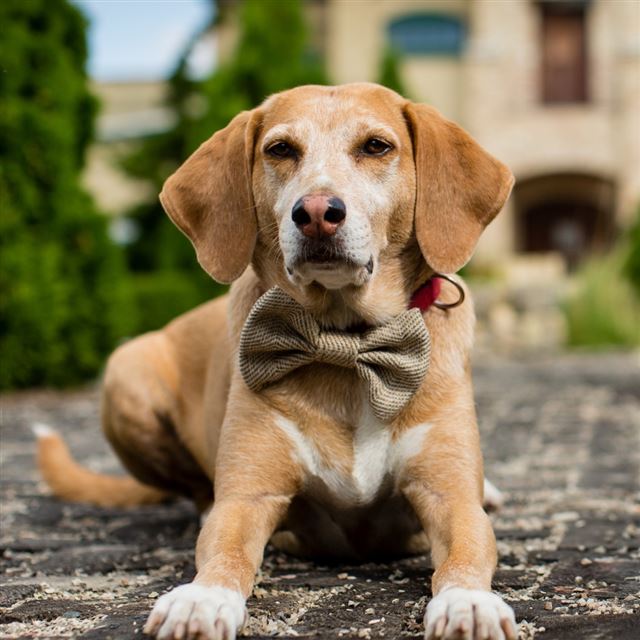 1024x1024 Handsome Dog - road iPad Wallpaper