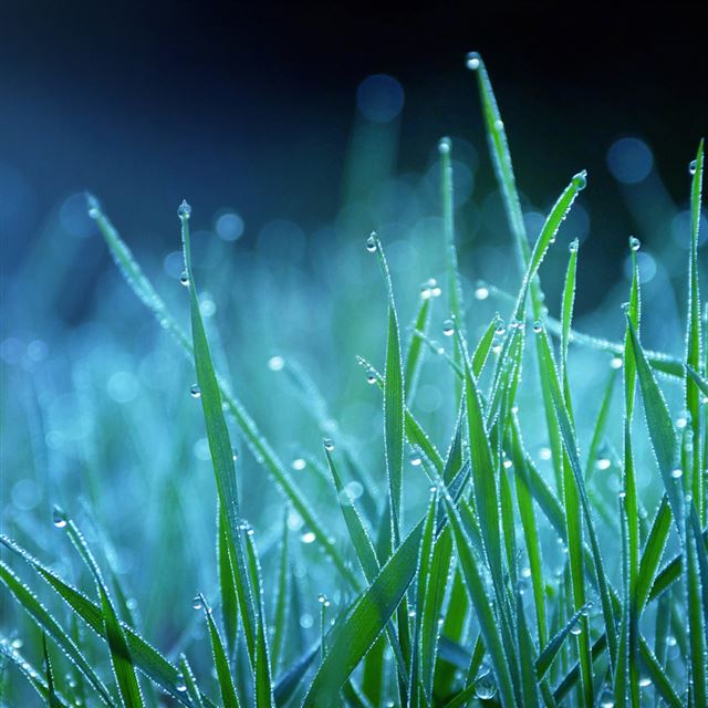 1024x1024 Night grass - bokeh iPad Wallpaper