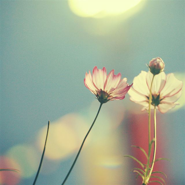 1024x1024 Blue flower - flower iPad Wallpaper