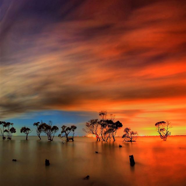 1024x1024 Trees In The Sea Artistic - trees iPad Wallpaper