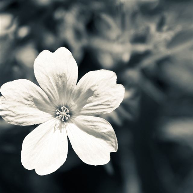 1024x1024 Flowers - bokeh iPad Wallpaper