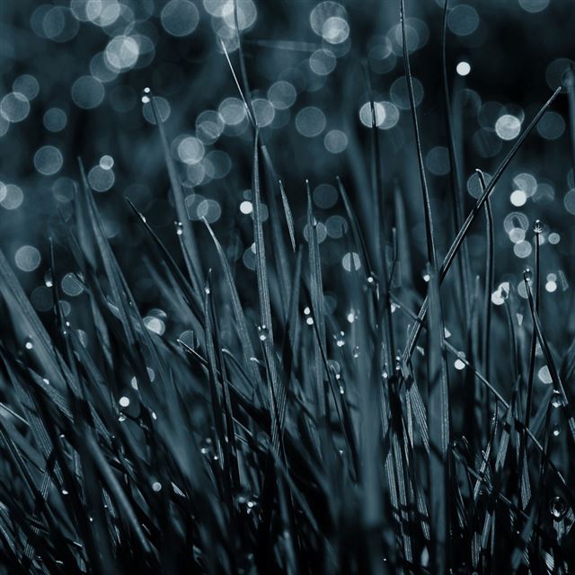 1024x1024 Abstract grass -  iPad Wallpaper