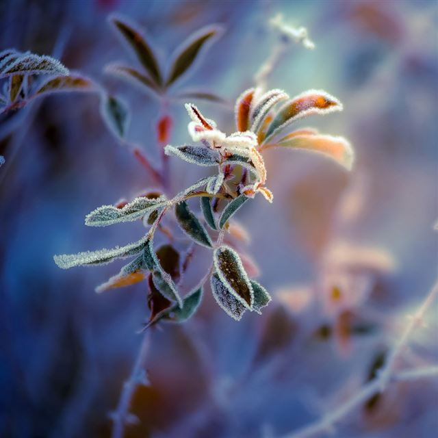 1024x1024 Close up - bokeh iPad Wallpaper