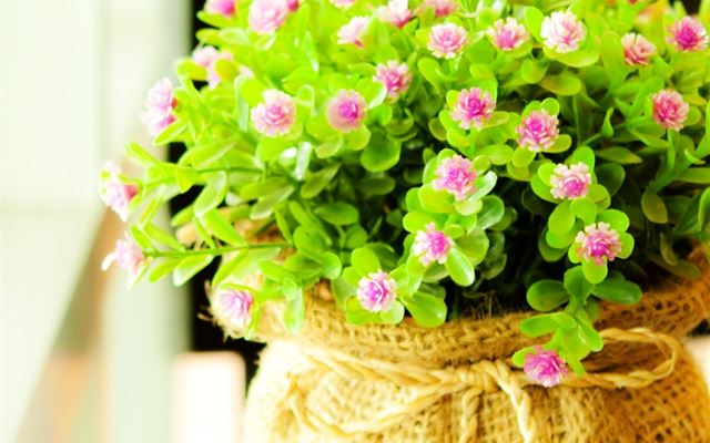1024x1024 Tiny Flower Beside Window -  iPad Wallpaper