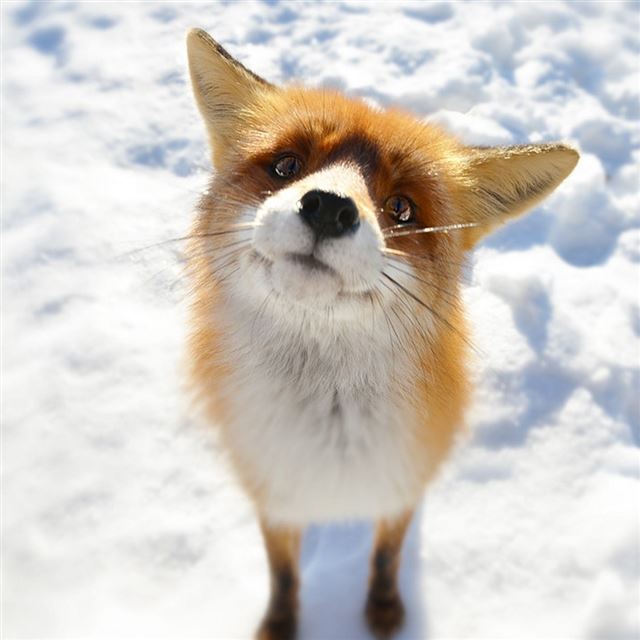 1024x1024 Fox Closeup In Snow Field - orange iPad Wallpaper