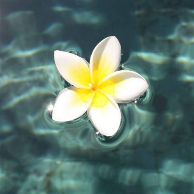 1024x1024 Plumeria Floating On Pool -  iPad Wallpaper