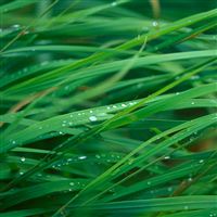 Grass Closeup wallpaper