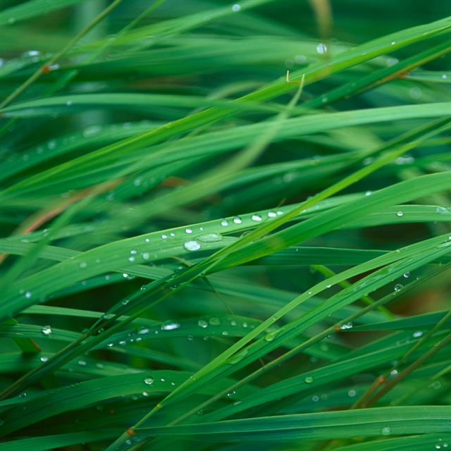 1024x1024 Grass Closeup - grass iPad Wallpaper