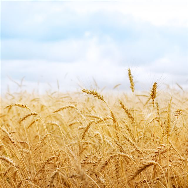 1024x1024 Harvest Field - scenery iPad Wallpaper