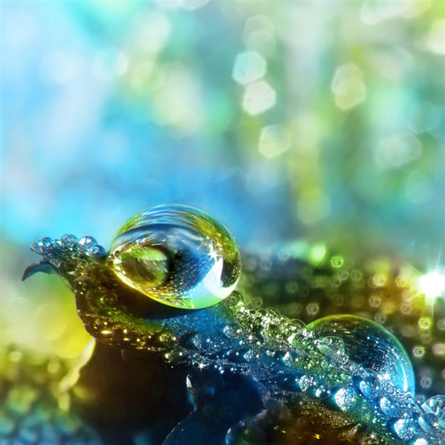 1024x1024 Water Drops On A Petal - cyan iPad Wallpaper