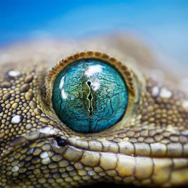 1024x1024 Ferocious Gecko Eye - closeups iPad Wallpaper
