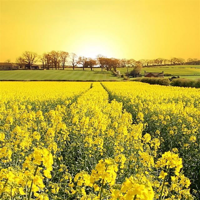 1024x1024 Summer Canola Flower Filed Natural Landscape - grass iPad Wallpaper