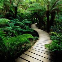 Forest Bridge wallpaper