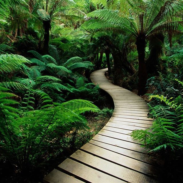1024x1024 Forest Bridge -  iPad Wallpaper
