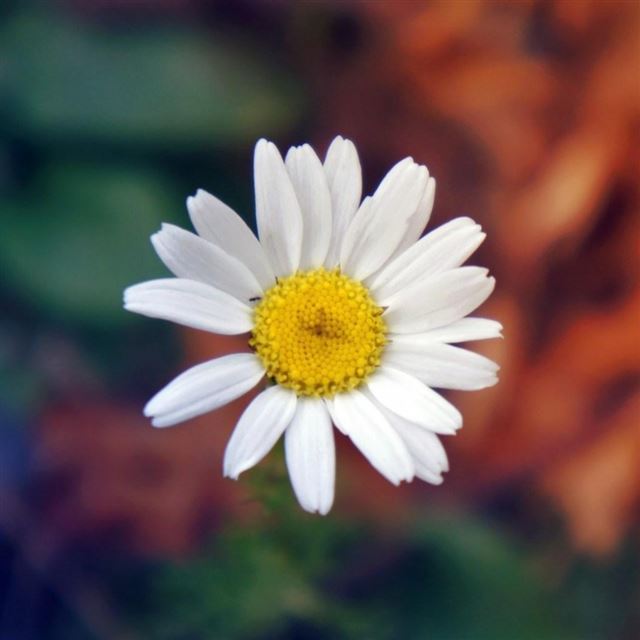 1024x1024 Flower Chamomile Macro - macro iPad Wallpaper