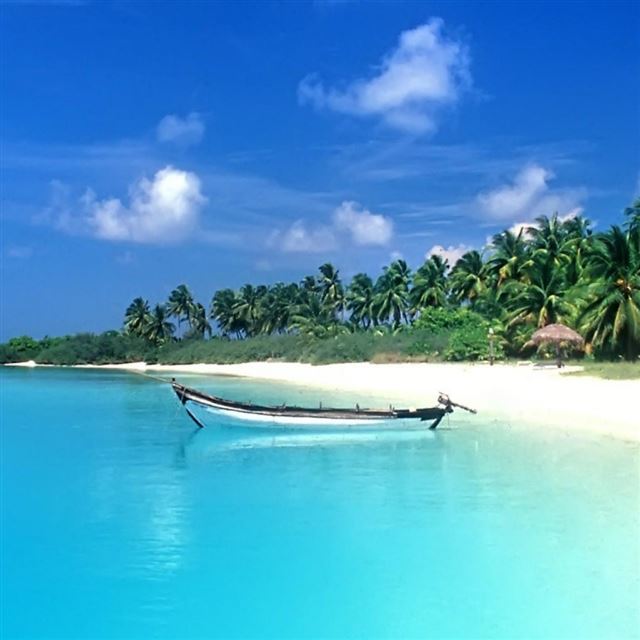 1024x1024 Hot Beach - tree iPad Wallpaper