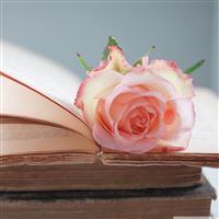 Rose Book wallpaper