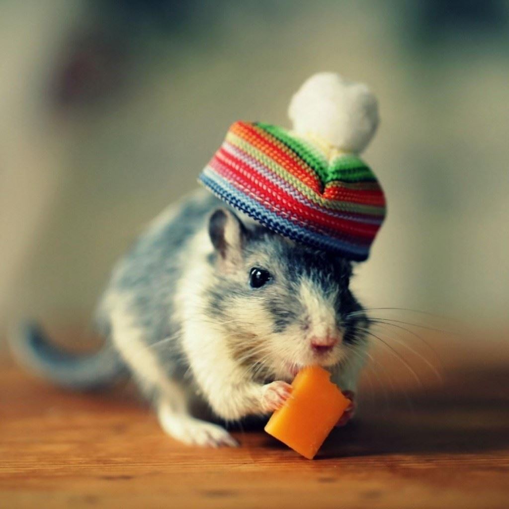 Mouse Cheese Hat Funny iPad Wallpapers Free Download