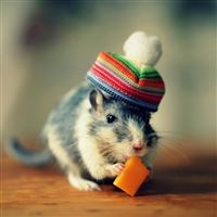 Mouse Cheese Hat Funny wallpaper