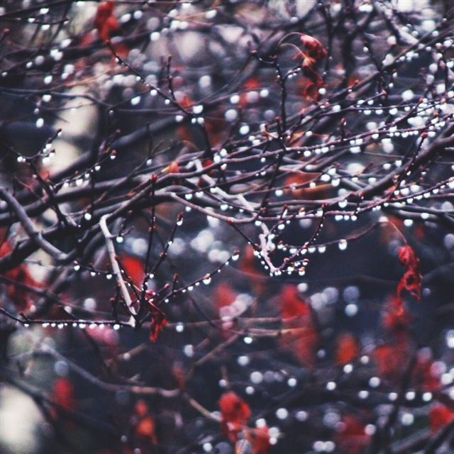 1024x1024 Rain - tree iPad Wallpaper