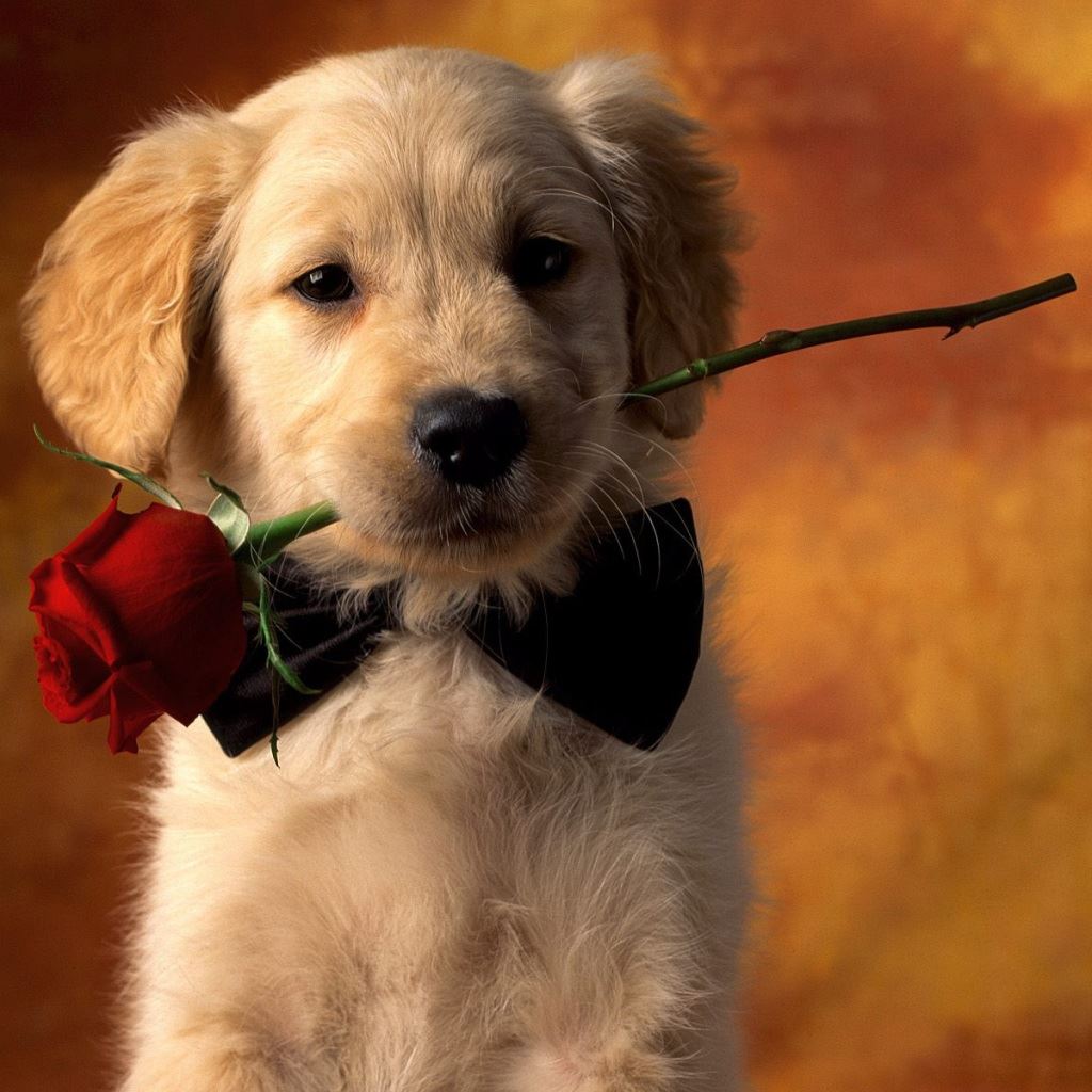 Lovely Dog With Rose iPad Wallpapers Free Download
