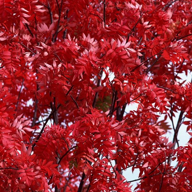 1024x1024 The Red Leaves Branch - leaf iPad Wallpaper