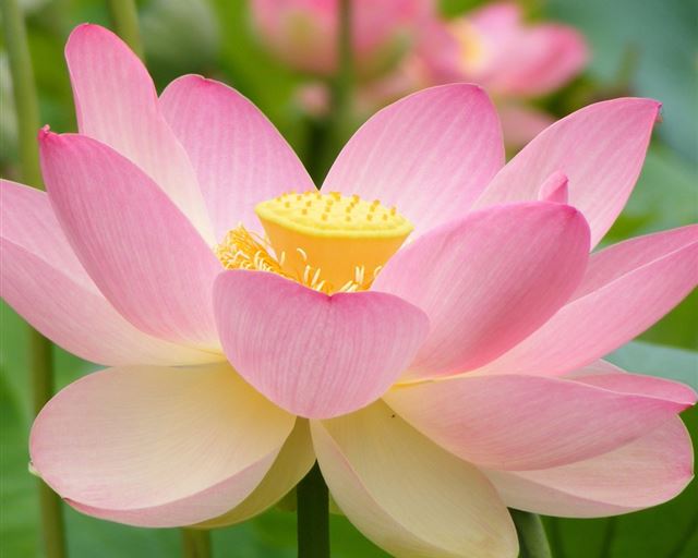 1024x1024 Lotus  - lotus iPad Wallpaper