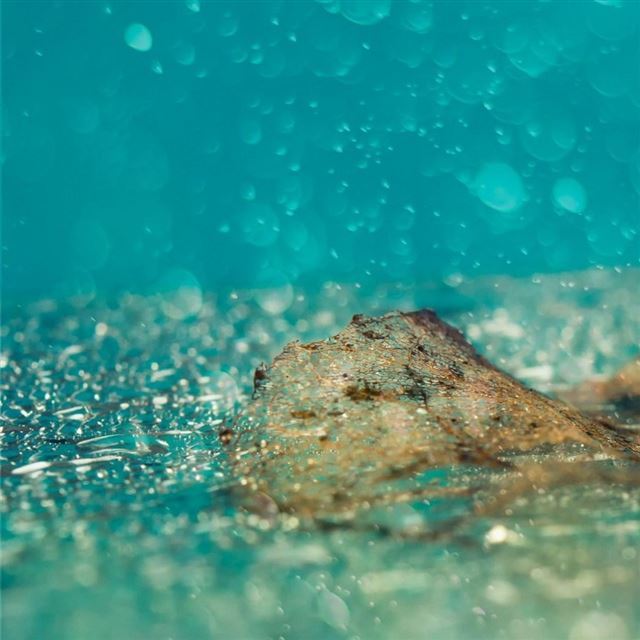 1024x1024 Ladybug Rain Drops - drops iPad Wallpaper