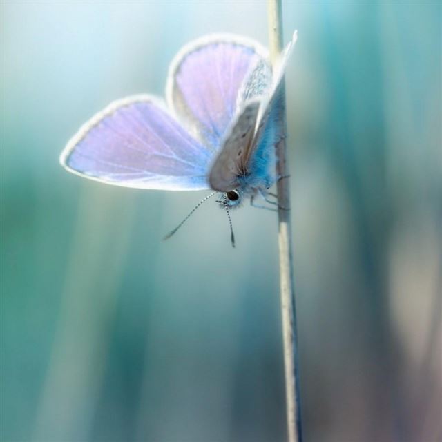 1024x1024 Photo Macro Butterfly - cyan iPad Wallpaper