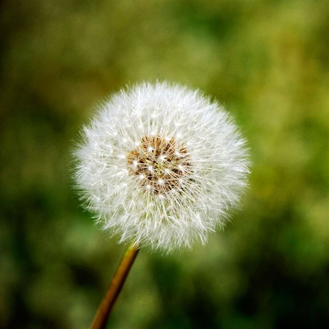 1024x1024 Dandelion -  iPad Wallpaper