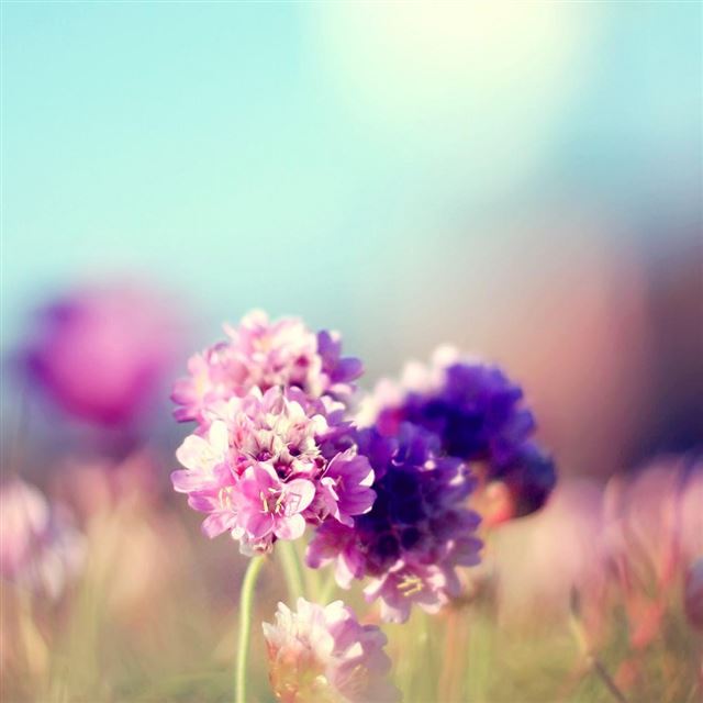 1024x1024 Flowers Field Nature Sunny - sunny iPad Wallpaper