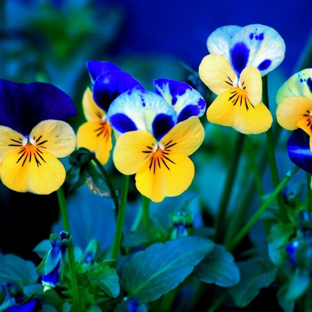 1024x1024 Pansy Flowers - plants iPad Wallpaper
