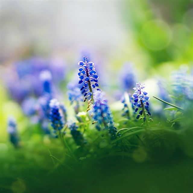 1024x1024 Muscari Flowers - grass iPad Wallpaper