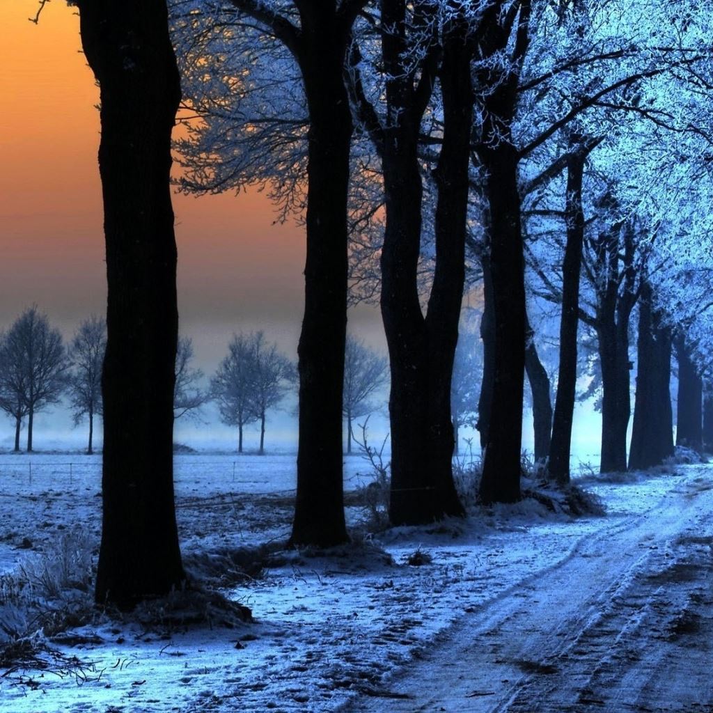 Sunrise Trees Path Ipad Wallpapers Free Download