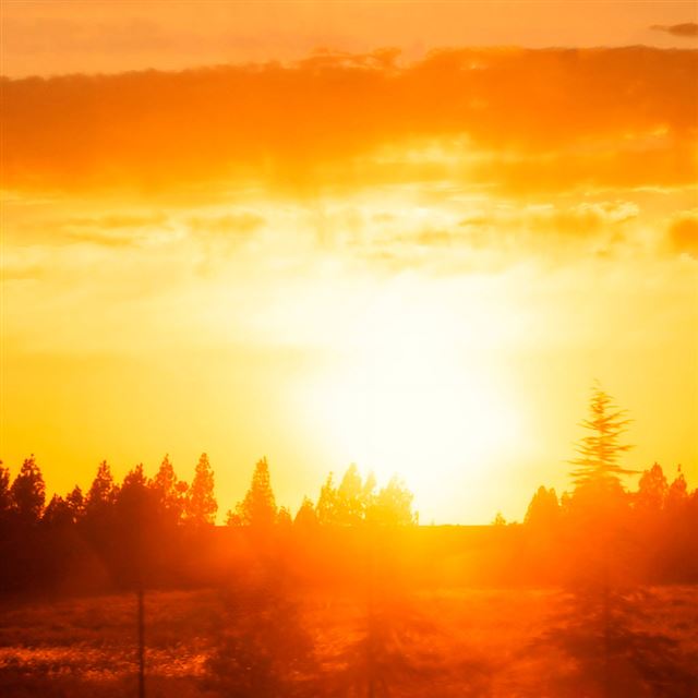 1024x1024 Sunset  - tree iPad Wallpaper