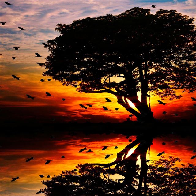 1024x1024 The sunset - tree iPad Wallpaper