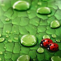 Lady Bugs wallpaper