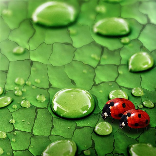 1024x1024 Lady Bugs - leaf iPad Wallpaper