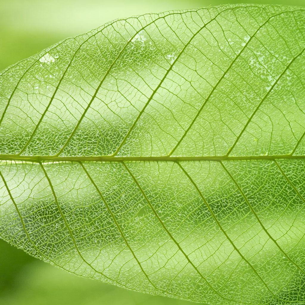 Translucent Leaf iPad Wallpapers Free Download