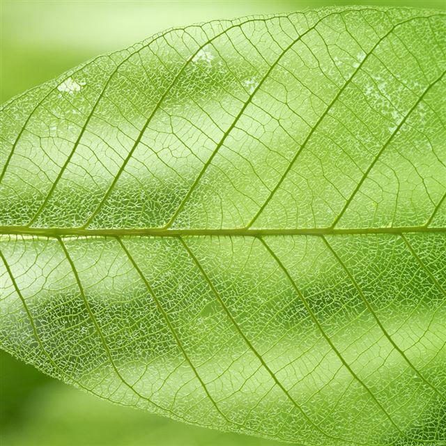 1024x1024 Translucent Leaf - leaves iPad Wallpaper