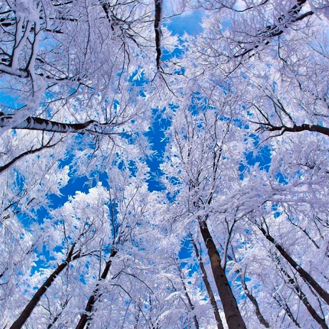 1024x1024 Looking - tree iPad Wallpaper