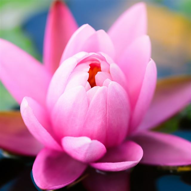 1024x1024 Cute Pink Water Lily - flower iPad Wallpaper