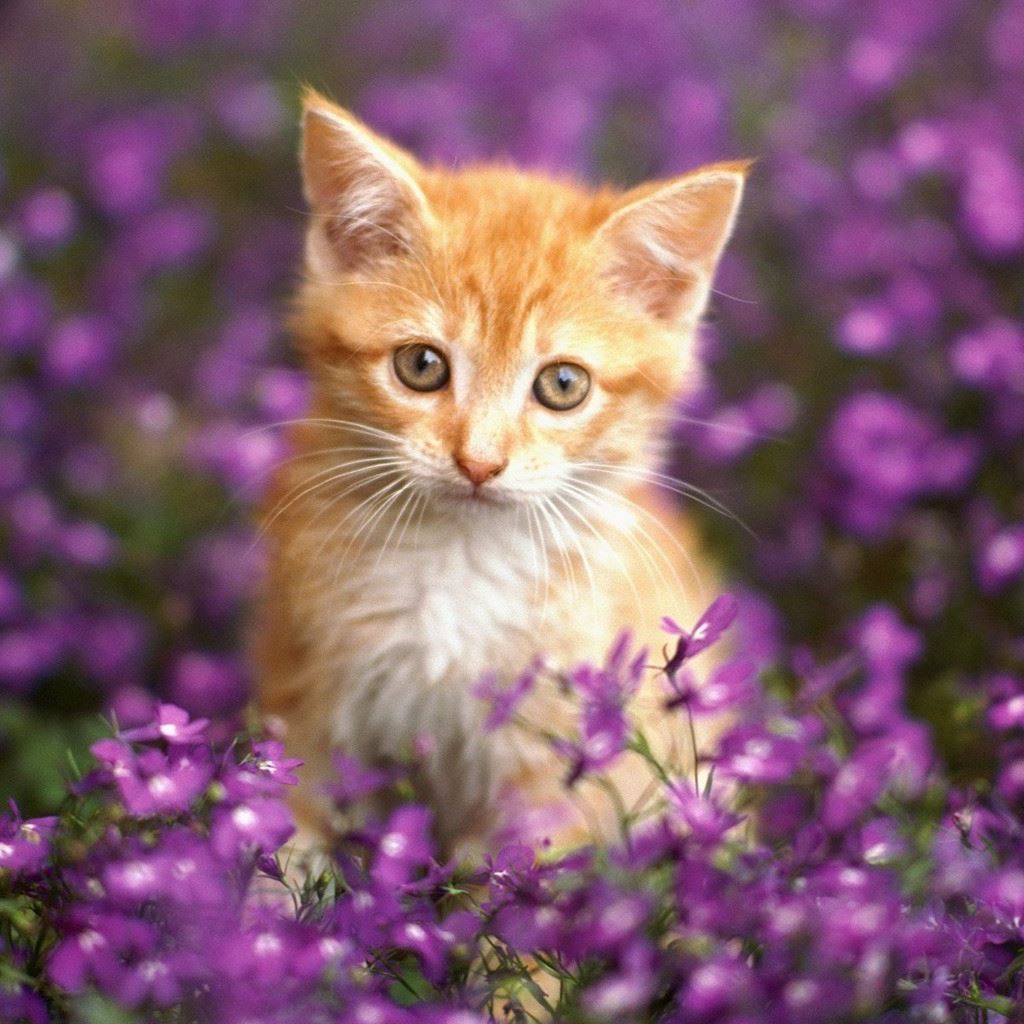 Cute Cat In FLowers iPad Wallpapers Free Download