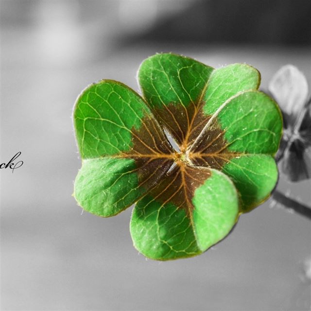 1024x1024 Clover Green Leaf Nature - brown iPad Wallpaper