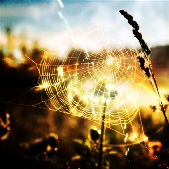 1024x1024 Nature Spider Web - sunlight iPad Wallpaper