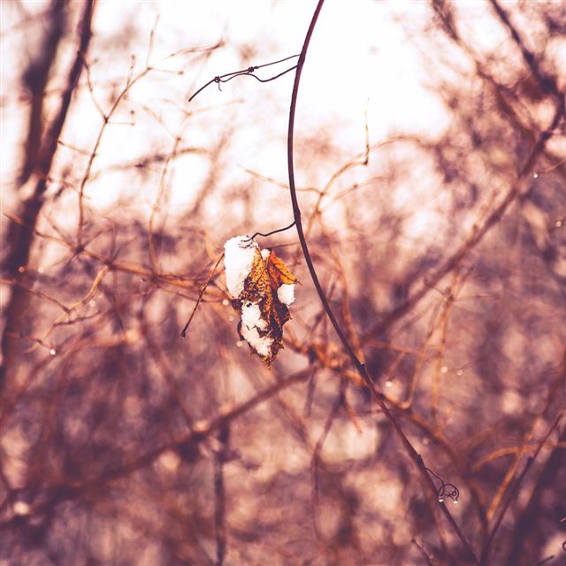 1024x1024 Winter - bokeh iPad Wallpaper